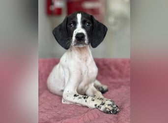 Orion, geb. ca. 05/2026, lebt in GRIECHENLAND, im städt. Tierheim Serres