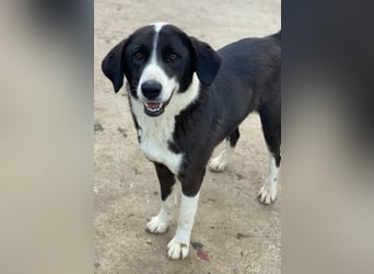 Arielle, geb. ca. 01/2023, lebt in GRIECHENLAND, im städt. Tierheim Serres