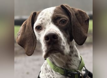  Acira, geb. ca. 04/2023, lebt auf einer Pflegestelle in 67735 Mehlbach