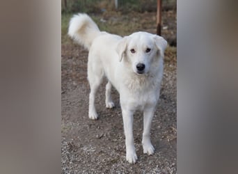 Idallo, geb. ca. 12/2020, lebt in GRIECHENLAND, im städt. Tierheim Serres