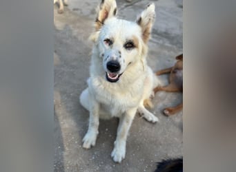 Hope, geb. ca. 03/2024, lebt in GRIECHENLAND, im städt. Tierheim Serres