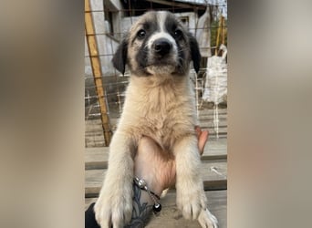 Grace, geb. ca. 08/2022, lebt in GRIECHENLAND, auf einer privaten Pflegestelle