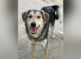 Vojan, geb. ca. 05/2024, lebt in GRIECHENLAND, im städt. Tierheim Serres