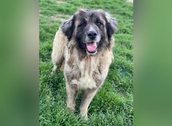 Harper, geb. ca. 12/2018, lebt in GRIECHENLAND, im städt. Tierheim Serres