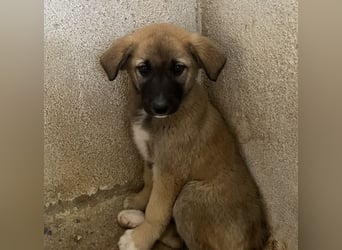 Amber, geb. ca. 02/2026, lebt in GRIECHENLAND, im städt. Tierheim Serres