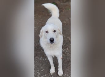 Idallo, geb. ca. 12/2020, lebt in GRIECHENLAND, im städt. Tierheim Serres