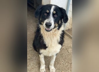 Cars, geb. ca. 12/2023, lebt in GRIECHENLAND, im städt. Tierheim Serres