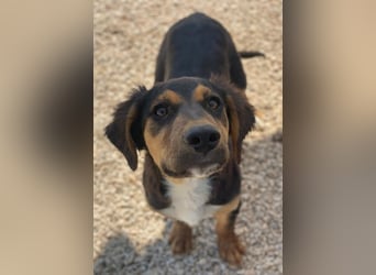 Quasti, geb. ca. 02/2025, lebt in GRIECHENLAND, auf einer privaten Pflegestelle