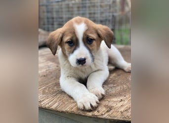 Bufala, geb. ca.11/2025, lebt in GRIECHENLAND, auf einer privaten Pflegestelle