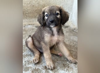 Harissa, geb. ca. 05/2026, lebt in GRIECHENLAND, im städt. Tierheim Serres
