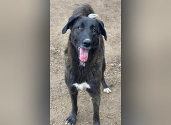 Niabi, geb. ca. 05/2023, lebt in GRIECHENLAND, im städt. Tierheim Serres