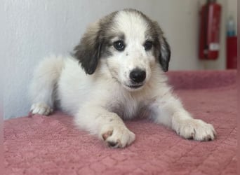 Paloma, geb. ca. 05/2026, lebt in GRIECHENLAND, im städt. Tierheim Serres