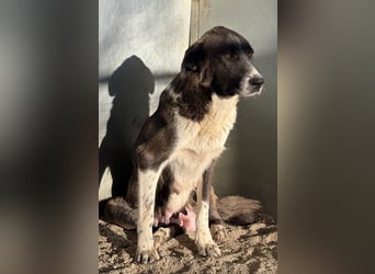 Mère, geb. ca. 03/2023, lebt in GRIECHENLAND, im städt. Tierheim Serres