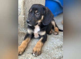 Chia geb. ca. 05/2026, lebt in GRIECHENLAND, im städt. Tierheim Serres