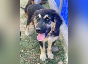 Quana, geb. ca. 02/2025, lebt in GRIECHENLAND, auf einer privaten Pflegestelle