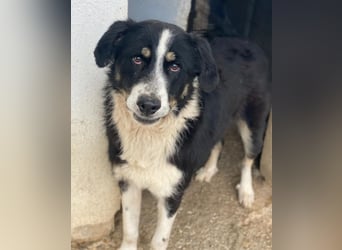 Cars, geb. ca. 12/2023, lebt in GRIECHENLAND, im städt. Tierheim Serres