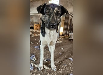 Kaiser, geb. ca. 12/2023, lebt in GRIECHENLAND, auf einem Gelände, Hunde werden notdürftig versorgt