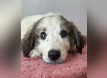 Paloma, geb. ca. 05/2026, lebt in GRIECHENLAND, im städt. Tierheim Serres