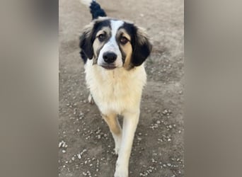 Rhydan, geb. ca.09/2025, lebt in GRIECHENLAND, im städt. Tierheim Serres