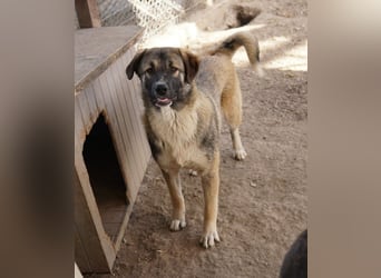 Davio, geb. ca. 06/2023, lebt in GRIECHENLAND, im städt. Tierheim Serres