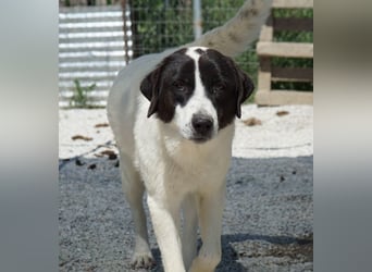 Zenzi, geb. ca. 01/2025, lebt in GRIECHENLAND, im städt. Tierheim Serres