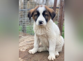 Diavolo, geb. ca. 11/2025, lebt in GRIECHENLAND, auf einer privaten Pflegestelle