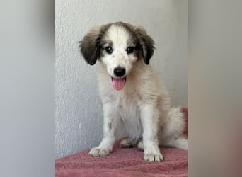 Paloma, geb. ca. 05/2026, lebt in GRIECHENLAND, im städt. Tierheim Serres