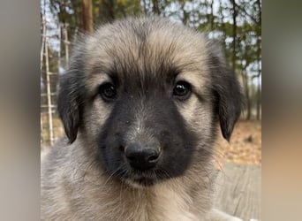 Venus, geb. ca. 08/2022, lebt in GRIECHENLAND, auf einer privaten Pflegestelle