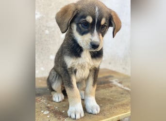 Sissy, geb. ca. 03/2026, lebt in GRIECHENLAND, auf einer privaten Pflegestelle