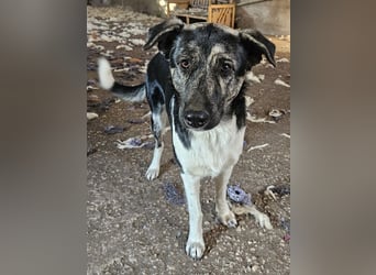 Kaiser, geb. ca. 12/2023, lebt in GRIECHENLAND, auf einem Gelände, Hunde werden notdürftig versorgt