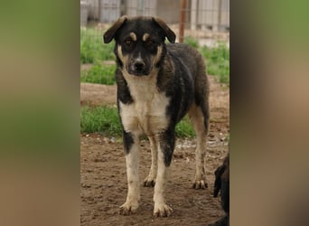 Susi, geb. ca. 09/2022, lebt in GRIECHENLAND, im städt. Tierheim Serres