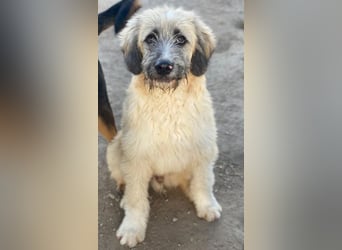 Taigo, geb. ca.09/2025, lebt in GRIECHENLAND, im städt. Tierheim Serres