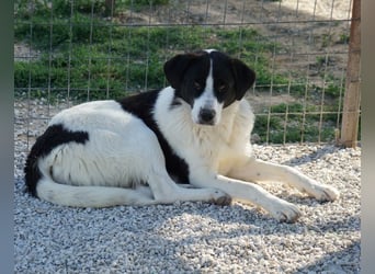 Zola, geb. ca. 01/2025, lebt in GRIECHENLAND, im städt. Tierheim Serres