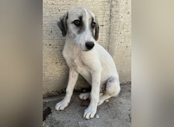 Maliya, geb. ca. 04/2025, lebt in GRIECHENLAND, im städt. Tierheim Serres
