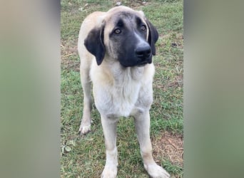 Twixx, geb. ca. 03/2025, lebt in GRIECHENLAND, im städt. Tierheim Serres