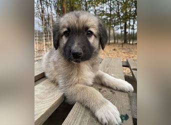 Venus, geb. ca. 08/2022, lebt in GRIECHENLAND, auf einer privaten Pflegestelle