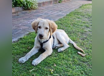 Fluffy-Boo, geb. ca. 04/2026, lebt auf einer Pflegestelle in 44651 Herne
