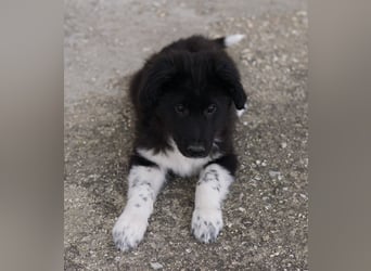 Baron, geb. ca. 12/2023, lebt in GRIECHENLAND, auf einem Gelände, Hunde werden notdürftig versorgt