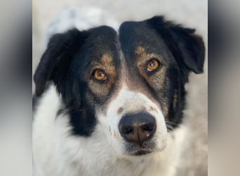 Xalia, geb. ca. 03/2018, lebt in GRIECHENLAND, im städt. Tierheim Serres