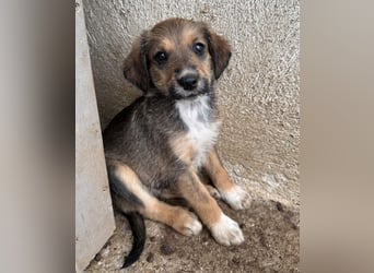 Woody, geb. ca. 02/2026, lebt in GRIECHENLAND, im städt. Tierheim Serres