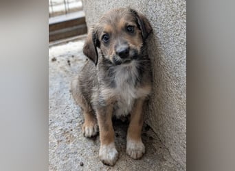 Woody, geb. ca. 02/2026, lebt in GRIECHENLAND, im städt. Tierheim Serres
