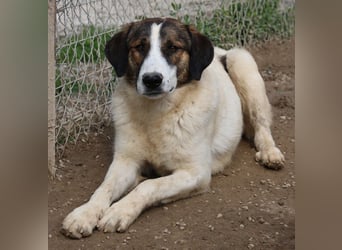 Pitt, geb. ca. 05/2021, lebt in GRIECHENLAND, im städt. Tierheim Serres