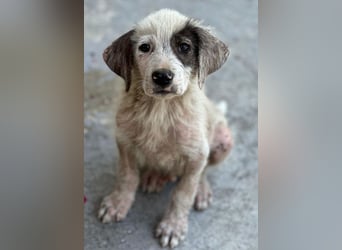 Jari, geb. ca. 05/2026, lebt in GRIECHENLAND, im städt. Tierheim Serres