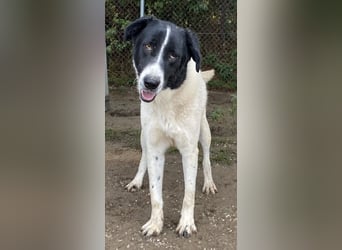 Kastor, geb. 01/2019, lebt in GRIECHENLAND, im städt. Tierheim Serres