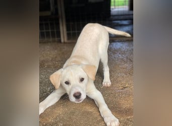 Liena, geb. ca. 12/2025, lebt in GRIECHENLAND, im städt. Tierheim Serres