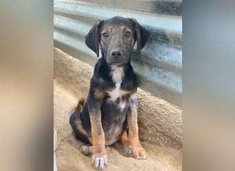 Miranda, geb. ca. 01/2026, lebt in GRIECHENLAND, auf einer privaten Pflegestelle