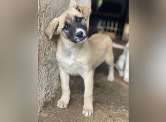 Mira, geb. ca. 12/2025, lebt in GRIECHENLAND, im städt. Tierheim Serres