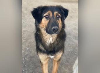 Glinda, geb. ca. 07/2025, lebt in GRIECHENLAND, im städt. Tierheim Serres