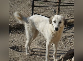 Maliya, geb. ca. 04/2025, lebt in GRIECHENLAND, im städt. Tierheim Serres