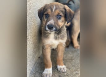 Naveen, geb. ca. 02/2026, lebt in GRIECHENLAND, im städt. Tierheim Serres